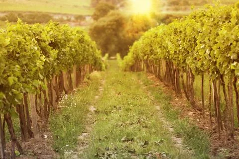 Sunset in vineyards Stock Photos