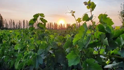 Sunset in vineyards Stock Photos