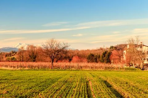 Sunset in the vineyards of Rosazzo Stock Photos