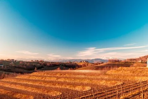 Sunset in the vineyards of Rosazzo Stock Photos