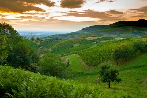 Sunset in vineyards in Schwartzwald hills. Stock Photos