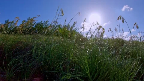 Sunset walk by coastal grasses in a windy, South Florida, 4K Stock Footage 202269883