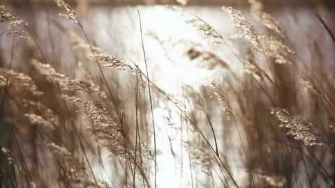 Sunset water surface, lake reed close-up 動画素材 329743912