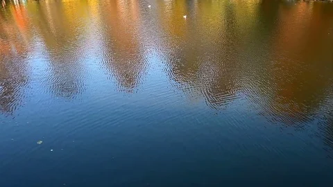 Sunset Water Surface Willow Trees Reflection Video stock 82303043