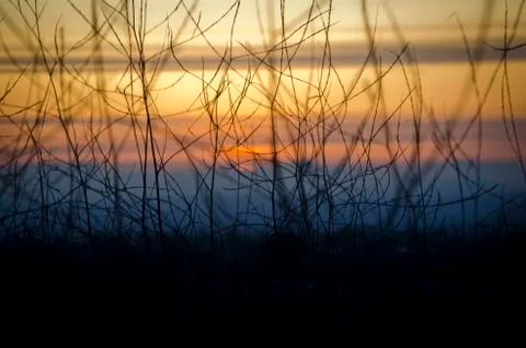 Sunset in the weeds Stock-Fotos