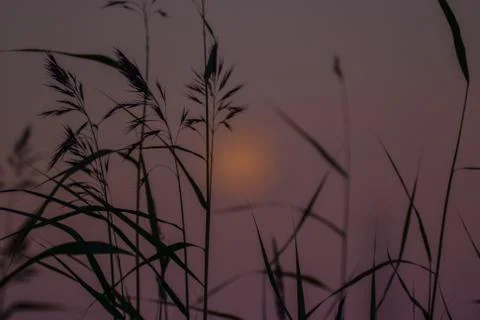 Sunset weeds 库存照片