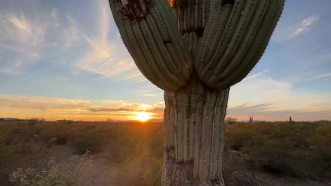 Sunset In Western Plain Cactus Close-up Video stock 225561328