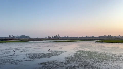 Sunset in wetland Stock Footage 322937437