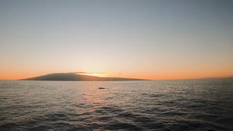 Sunset with Whale Stock Footage 243957710