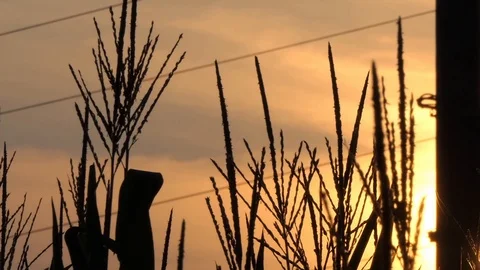 Sunset with wheat and electricity pylon Stock Footage 116502415