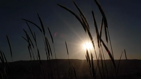 Sunset on a wheat farm in close up 動画素材 158583045