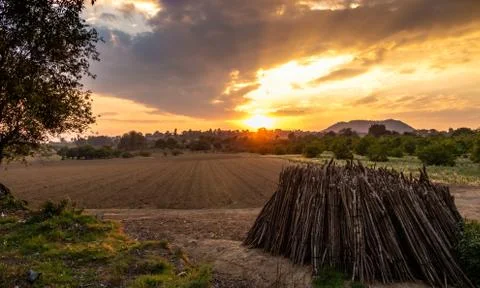 Sunset in wheat field during the magic hour. Field, forest Stock Photos