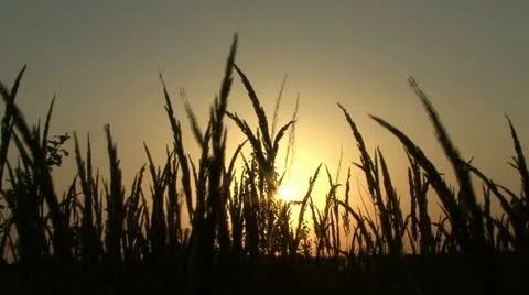 Sunset in wheat field Stock Footage 10825487