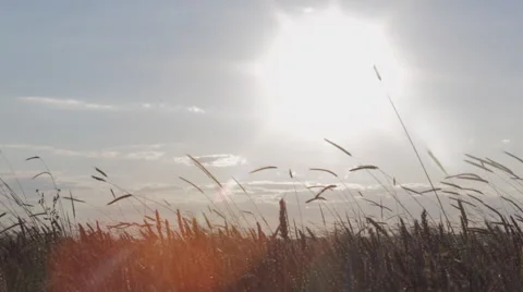Sunset in a wheat field Stock Footage 52463829