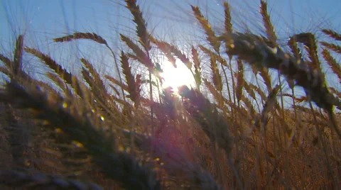 Sunset on wheat field. Stock Footage 65004091