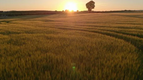 Sunset on the Wheat Field Vídeos de archivo 111827731