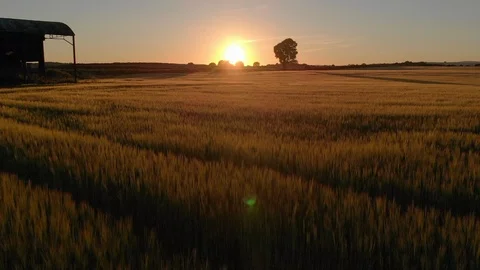 Sunset on the Wheat Field Stock Footage