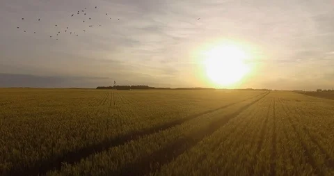Sunset in the wheat field 動画素材 116183215