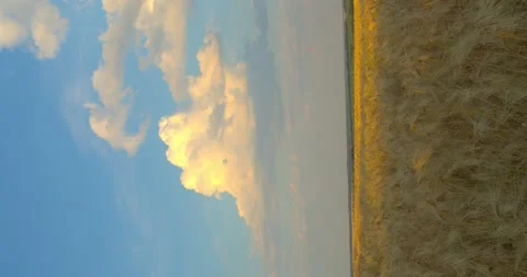 Sunset on a wheat field. Stock Footage 133921069
