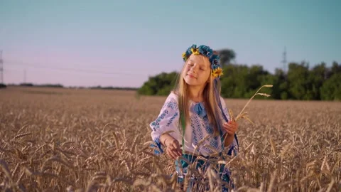 Sunset on the wheat field. Stock Footage 134941637