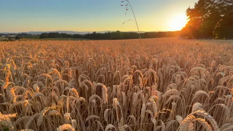 Sunset wheat field Stock Footage 205533036