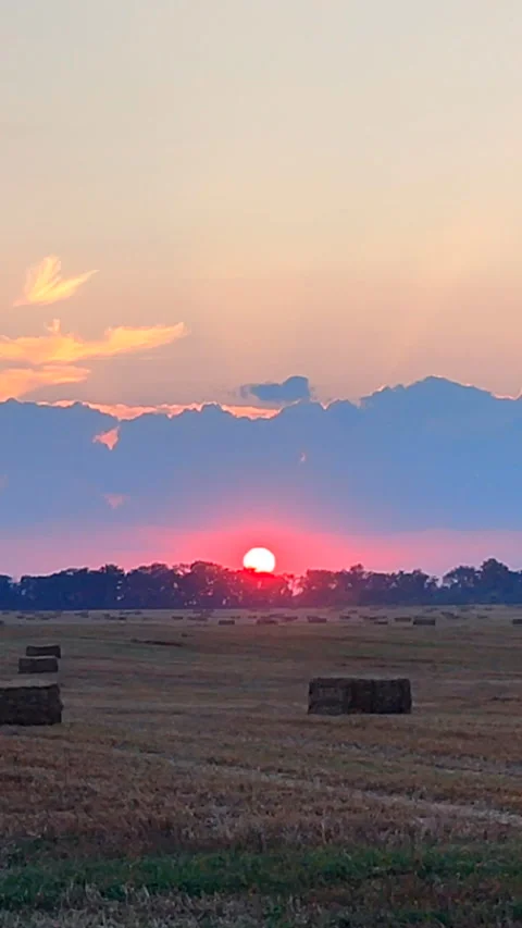 Sunset wheat field harvest Red setting sun sky with blue clouds field bales Stock Footage 313660078
