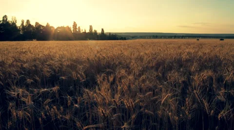 The sunset wheat field pan. Stock Footage 34380828