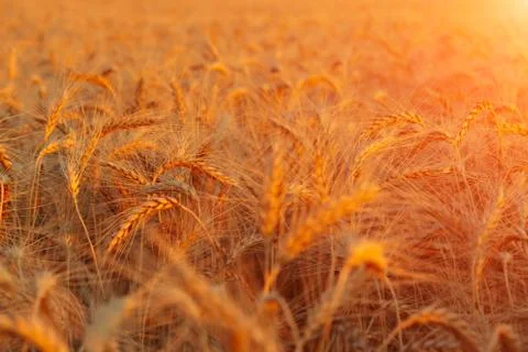 Sunset wheat field Stock-Fotos