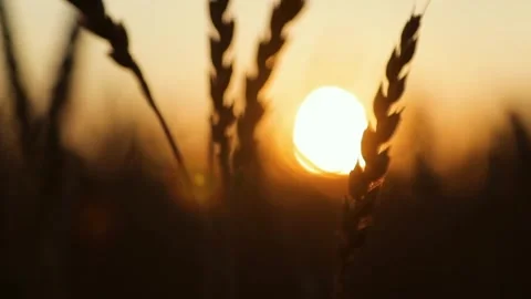 Sunset Wheat Field Silhouette. Stock Footage 306286199