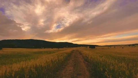 Sunset wheat field Skyline evening Stock-Footage 274035317