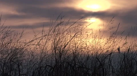 Sunset Wheat Video stock 44407519