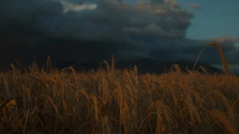 Sunset Wheat Glow Mountain Dolly Farm Stock Footage 115803747