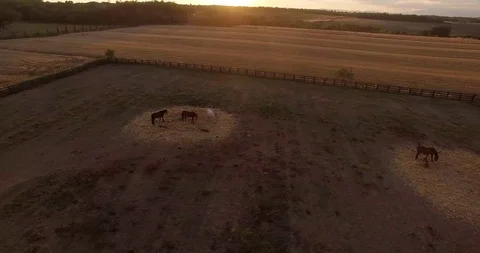 Sunset wheat horses Stock Footage 126600065