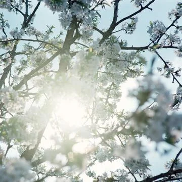 Sunset on white cherry blossoms. Spring background. Stock Photos