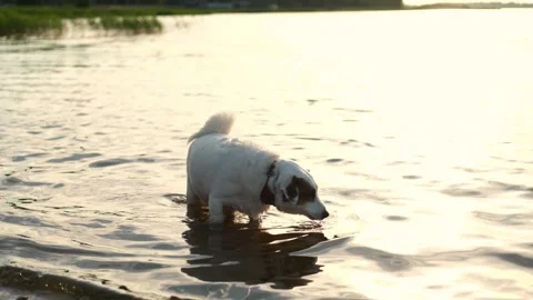 At sunset, a white jack russell dog walks along the riverbank, swimming and swim Stock Footage 282775754