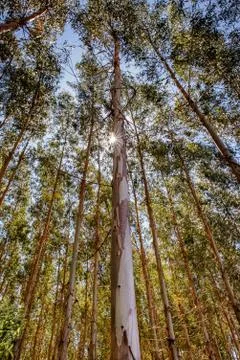 Sunset whith eucalyptus trees in the forest Stock Photos