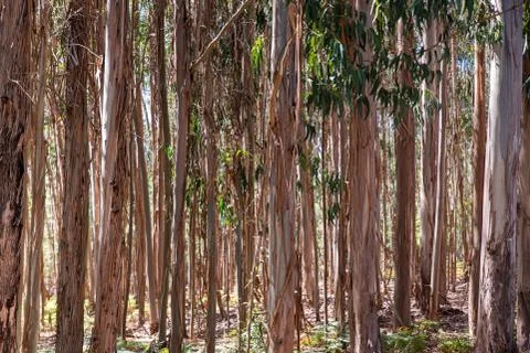 Sunset whith eucalyptus trees in the forest Stock Photos