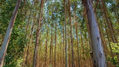 Sunset whith eucalyptus trees in the forest Stock Photos