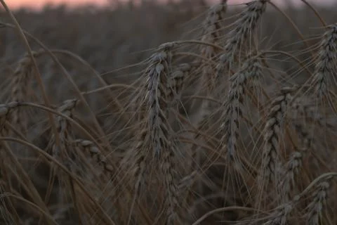 At sunset in a wide field with tilted spikelets of yellow wheat with thin ste Stock Photos