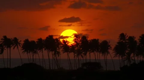 Sunset wih Palms Brazil Stock Footage 43386997
