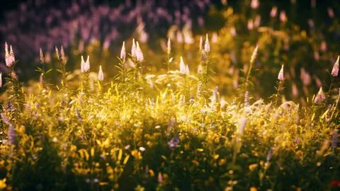 Sunset in the wild flower field Stock Illustration
