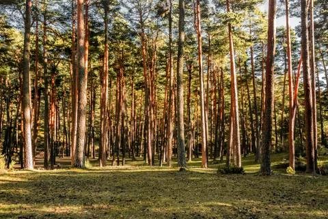 Sunset in wild pine forest. Navacerrada Segovia Spain Stock Photos