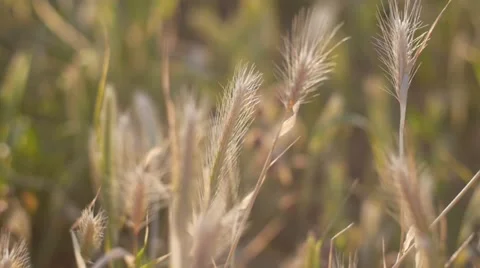 Sunset Wild Plants Slow Motion Close Up - 1080P Stock Footage 50444866