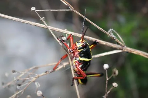 The Sunset in the wilderness Stock Photos