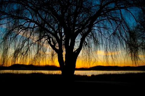 Sunset willow tree Stock Photos