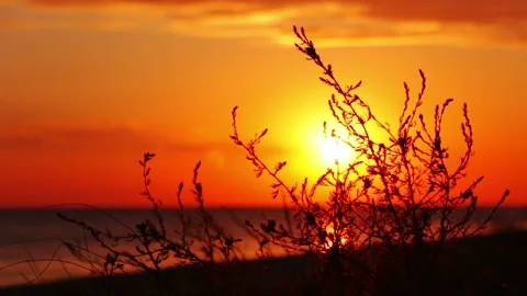 Sunset, Wind and the Grass 動画素材 106464311