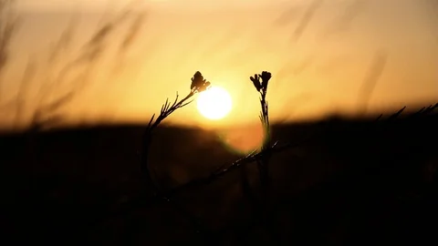 Sunset, wind, fox tails Stock Footage 99326940