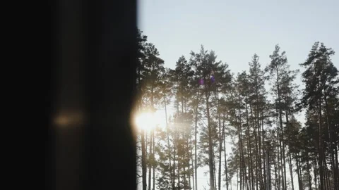 Sunset from the window of the house seeps through the tall forest trees Stock Footage 321946927
