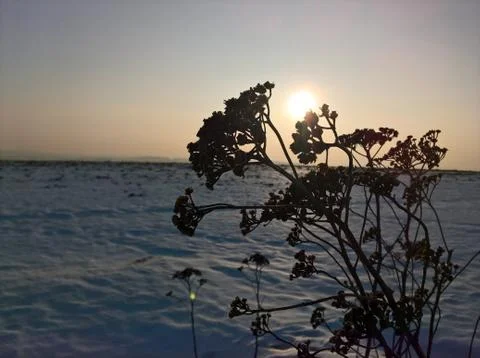 Sunset Winter Branch Stock Photos