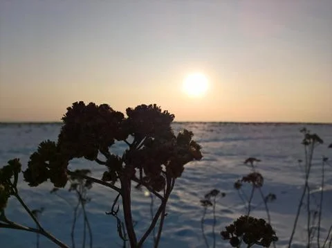 Sunset Winter Bush Stock Photos